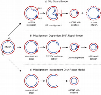 mtDNA deletion mechanisms